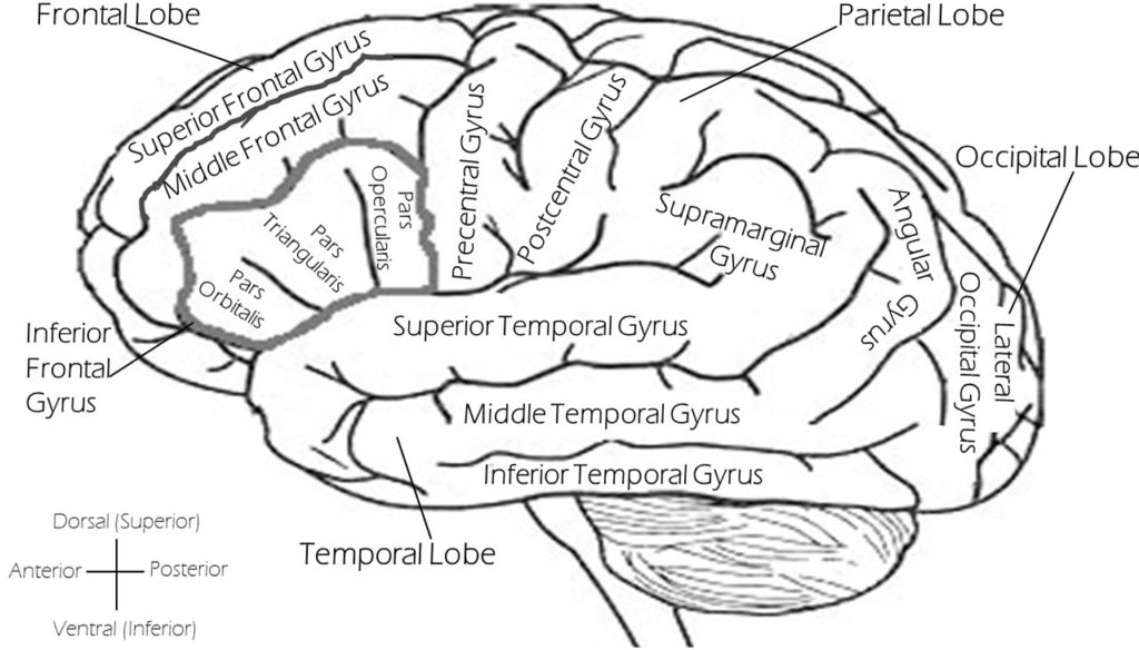 how pornography affects the brain, brain, labeled brain, left brain